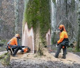 Les bcherons  l'ouvrage